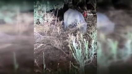 Sitelere dadanan domuzlar vatandaşın kabusu oldu
