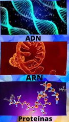 ¿CREACION O EVOLUCION?...