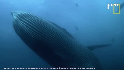 Unglaublich: 34 Millionen Jahre alter Wal-Schädel in den USA entdeckt