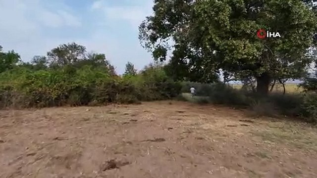 Karacabey Longoz Ormanları'nda Sonbahar Manzaraları