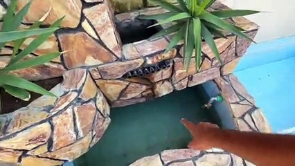 California Quail Ghr Aty He Bhag Nikli