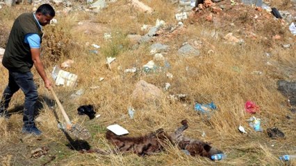 Çizgili sırtlan kazada öldü… Sürücü aranıyor