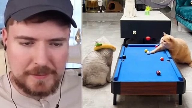 a youtuber mrbeast reacts to this funny video,, funny cats, Funny videos,فيديو مضحك/grappige video/ смешнае відэа/ 有趣的視頻/ sjov video / hauska video/bhidio èibhinn/fyndið myndband/video divertente/面白いビデオ/ lustiges Video/ 웃긴 영상/ witzeg Video/ śmieszny