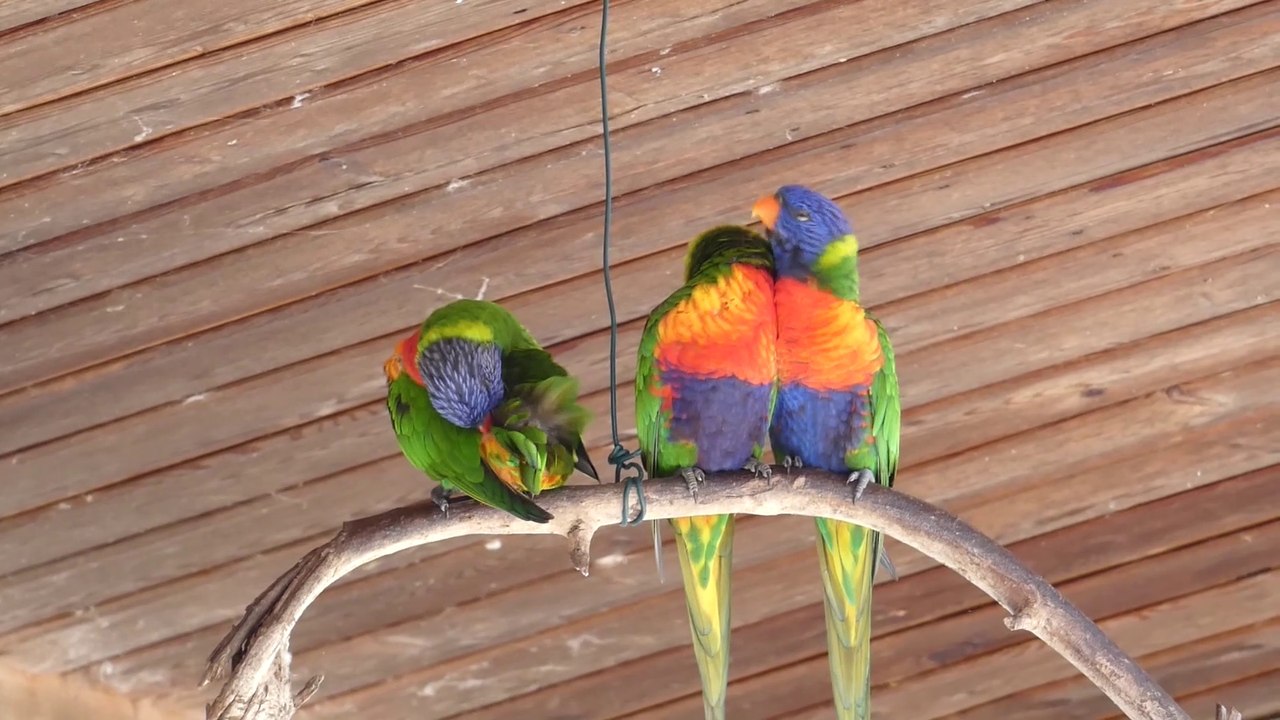 Loris arc-en-ciel au Parc des oiseaux