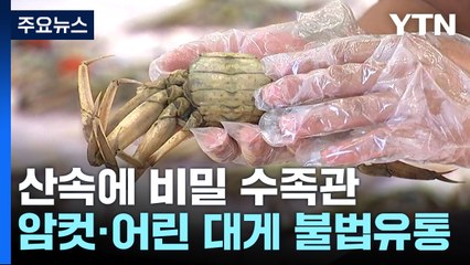 산속에 비밀 수족관...암컷·어린 대게 불법 유통 덜미 / YTN