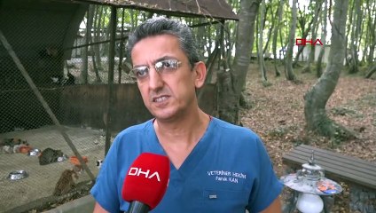 Samsun'da Kedi Kasabası'nda 300 kediye özenle bakılıyor