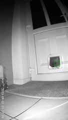 Ce chat rentre de la chasse...