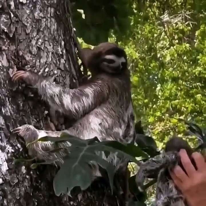 Bébé paresseux rendu à sa maman... trop mignon