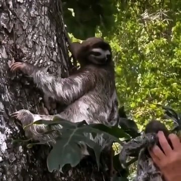 Bébé paresseux rendu à sa maman... trop mignon