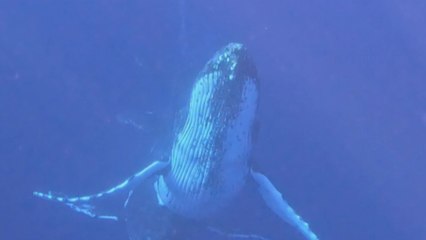 Diver captures magnificent sight of 2 incredible male escort whales competing for a female's love