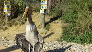 Visite du Parc des oiseaux de Villars-les-Dombes