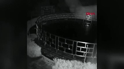 Su samuru 3.4 milyon TL'lik balıkları yedi