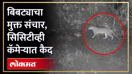 इगतपुरी तालुक्यात पुन्हा एकदा बिबट्याचा,एकाच  रात्री 2दा बिबट्या बंगल्यात