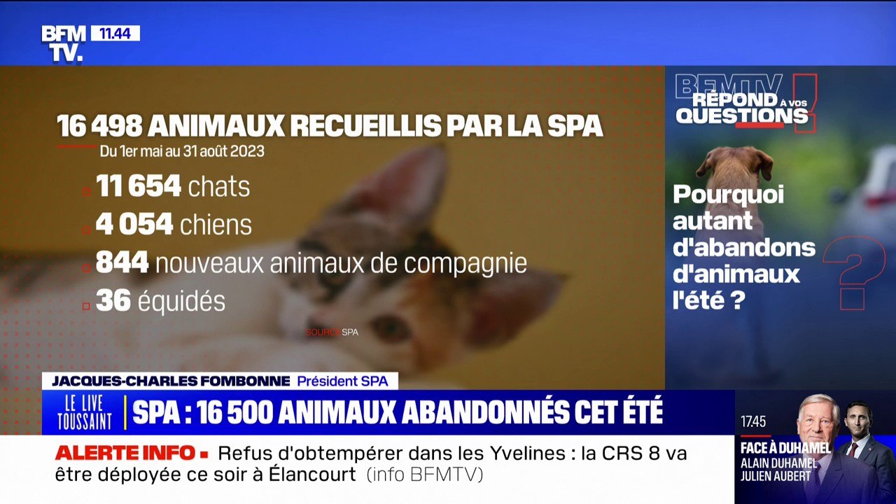 16.500 animaux recueillis par la SPA: pourquoi...