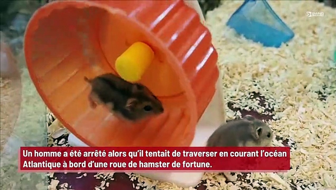 Un homme arrêté alors qu’il tentait de traverser l’océan Atlantique à bord d’une roue de hamster de fortune !