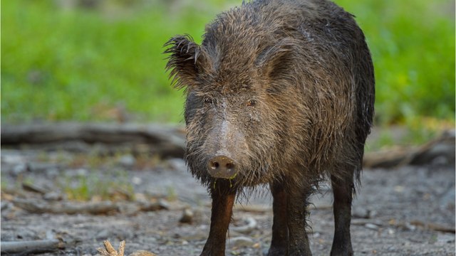 Rätsel um radioaktive Wildschweine gelöst