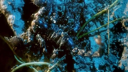 Phim Lẻ | Bạch Phát Ma Nữ 2 ( 1993 )  Lồng Tiếng - Swordsman