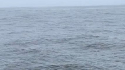 Humpback whales turn into showoffs while delighting tourists in Monterey Bay