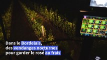 Climat: dans le Bordelais, vendanges de nuit pour garder le rosé au frais