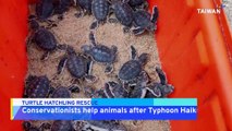 Conservationists Help Dig Out Baby Turtles From Buried Nest