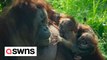 Critically endangered Bornean orangutan breastfeeds her newborn baby after giving birth in UK zoo