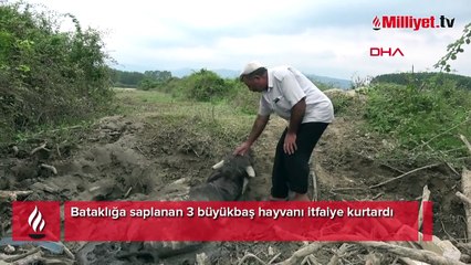 Hayvanlar sel sularının oluşturduğu bataklığa saplandılar! İtfaiyeden kurtarma operasyonu