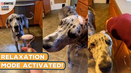 Dog asks for JADE ROLLER massage!