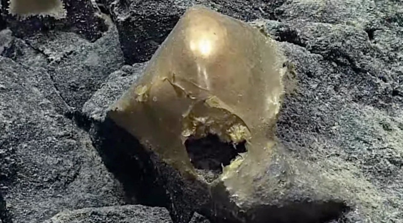 Forscher finden 'goldenes Ei' am Meeresboden