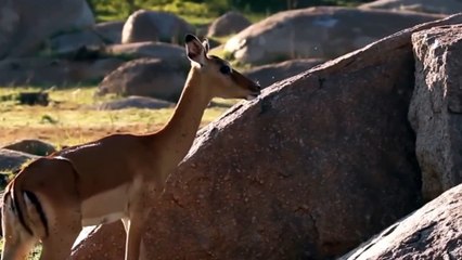 Baboons Eat Deer Calves (Monyet Babon memangsa Anak Rusa)