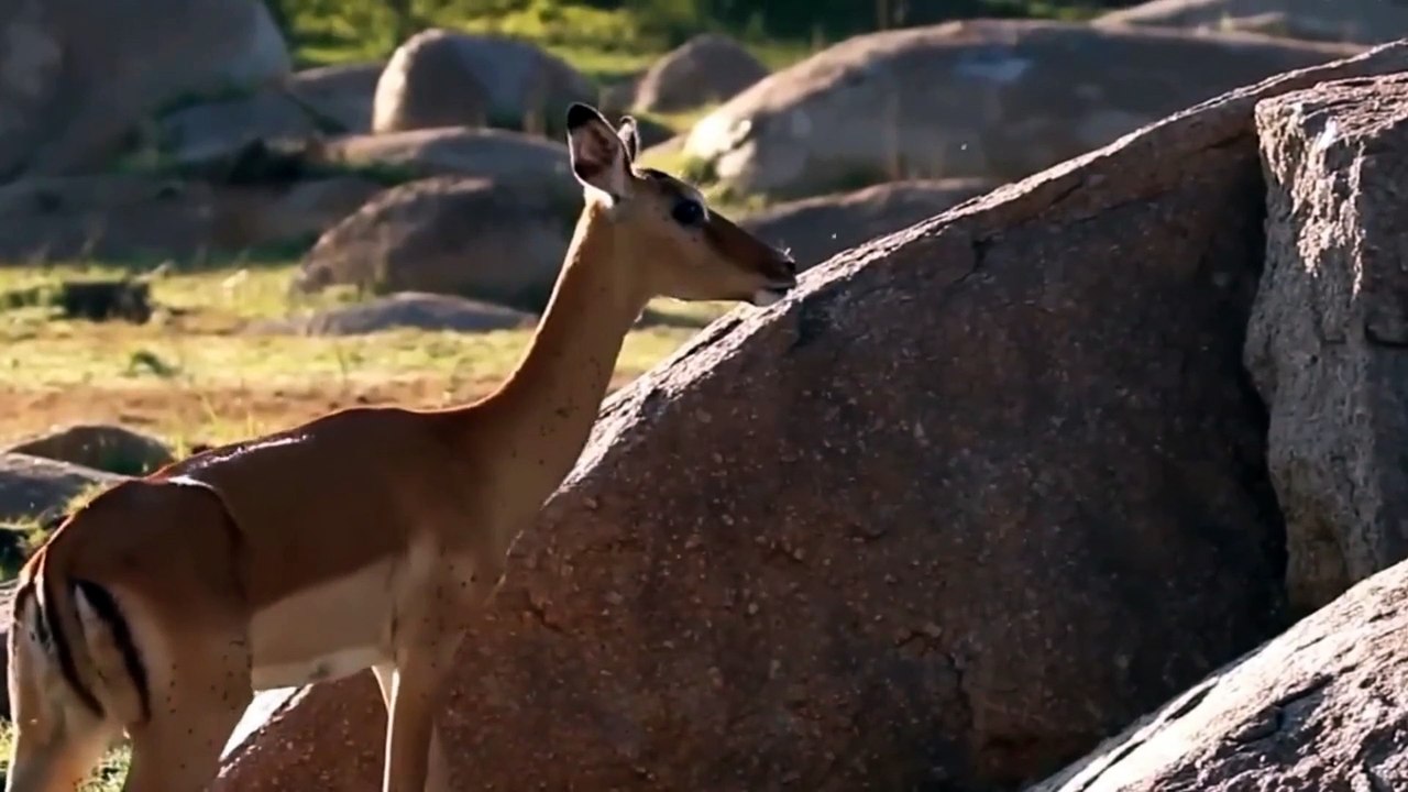 Baboons Eat Deer Calves (Monyet Babon memangsa Anak Rusa)