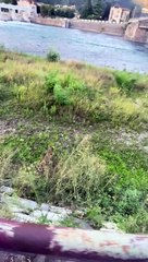 Il canepardo Nonsichiama a passeggio sulle sponde dell'Adda ad Olginate