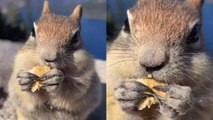 Animal ASMR! Chipmunk Munches on a Cookie