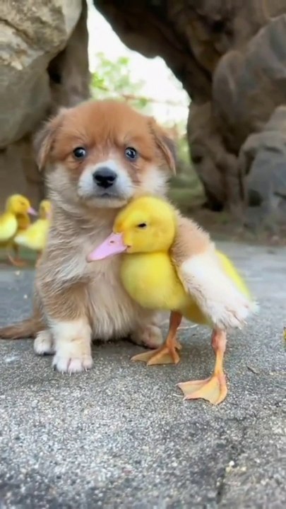 Dog and Duck