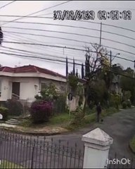 Cachorro morre ao ser atacado por quatro pitbulls no Vista Alegre