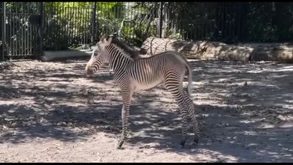Ecco la rara zebra di Grevy appena nata al Bioparco di Roma