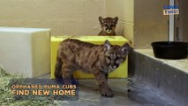 ORPHANED Puma Cubs Find New Home!
