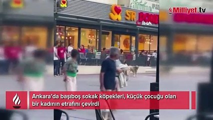 Çocuğunu arkasına saklayarak korudu! Başıboş köpekler etrafını sardı