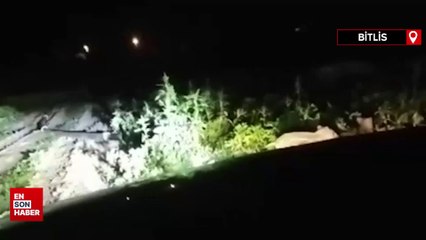 Bitlis'te domuz sürüsü ekili alanlara zarar verdi