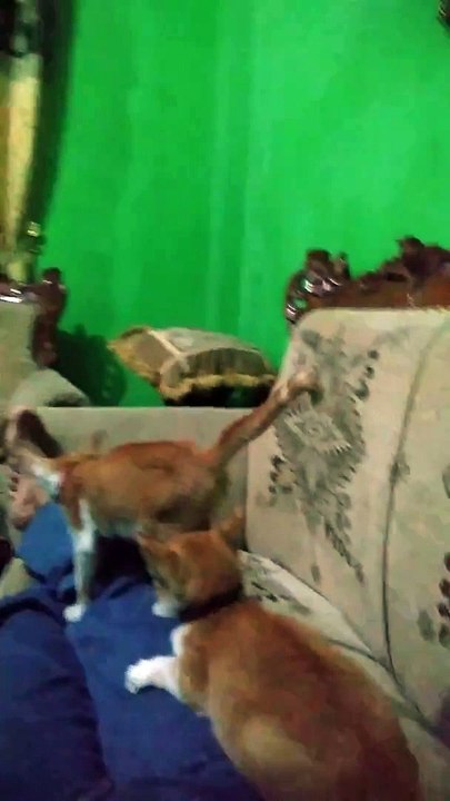 Kucing main buntut