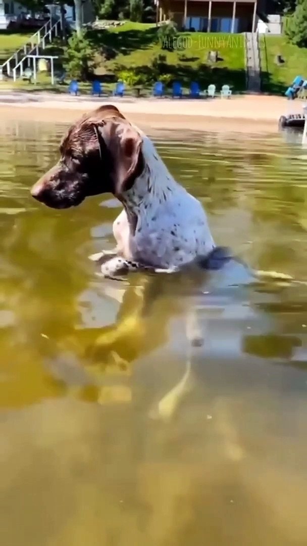 Funny animal moments