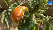 Roland Motte, jardinier : c'est la fin des tomates, comment prolonger leur vie