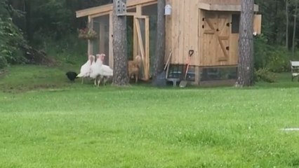 'Look at them!' - Cute pet dog has a fun play date with the farm turkeys
