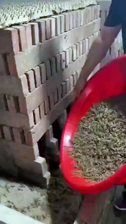 Scorpion farming