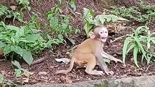 Baby monkey crying