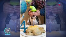 Perrito bulldog francés celebra su cumpleaños número 4