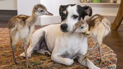 Jack Russell Befriends CHICKS!
