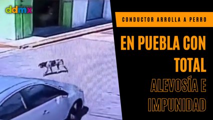 Conductor arrolla a perro en Puebla con total alevosía e impunidad