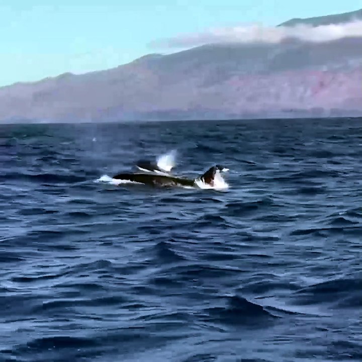 promo orcas 1-1