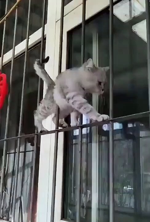 cat walk
