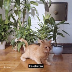 Manfaat jahe bagi kesehatan